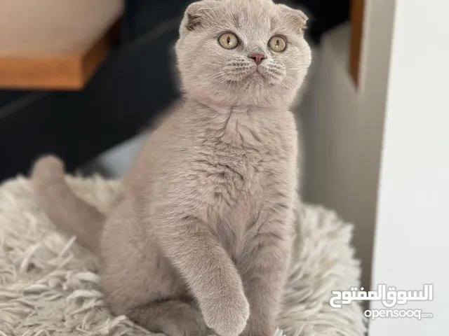 سكوتش وبريتش