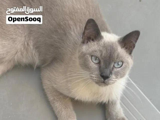 قطة اليفة لتبني