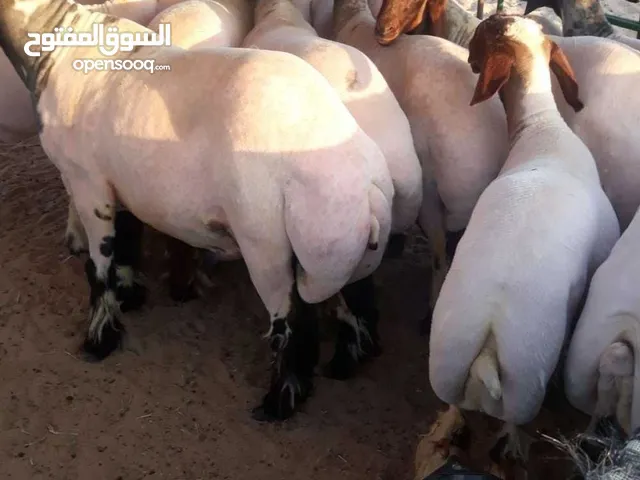 قص صوف الاغنام