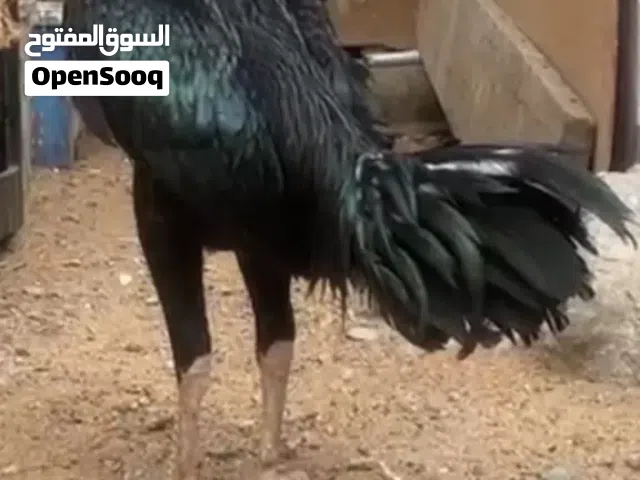 ديك شامو اسود