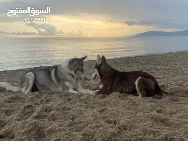 هاسكي للبيع