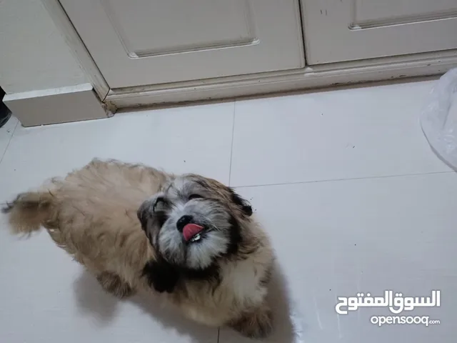 كلب هدا وى لعبى