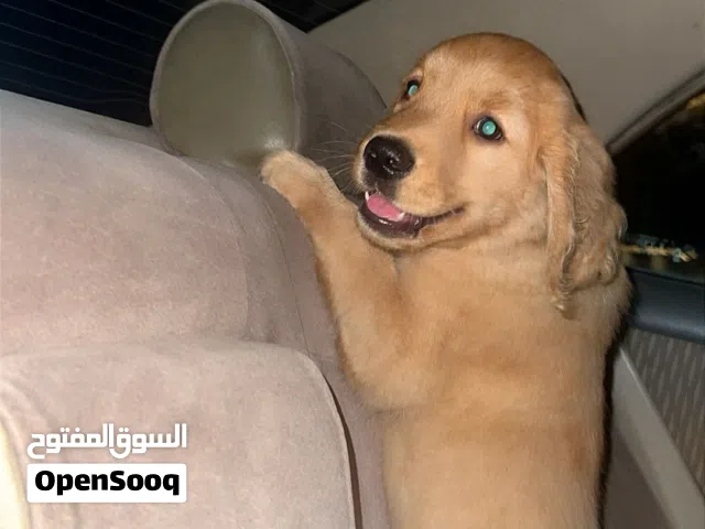 للبيع كلب جولدن 3 شهور