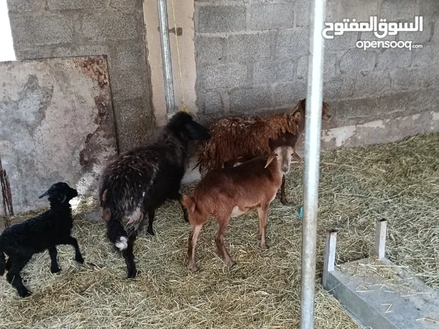 جاعدة مال جبل