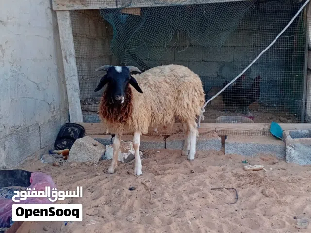 سلام عليكم خروف عمره 8شهور خيروف سليم من عيوب ضحيه سعره 1500وساهل معا شاري ميروح الا راضي