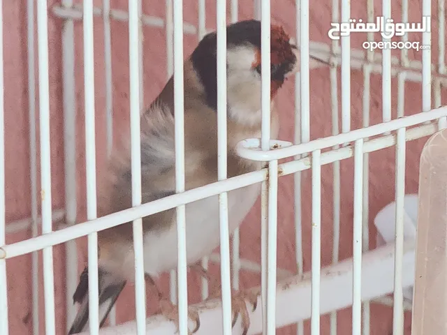 Goldfinch (hasoun) available متوفر حسون سوري