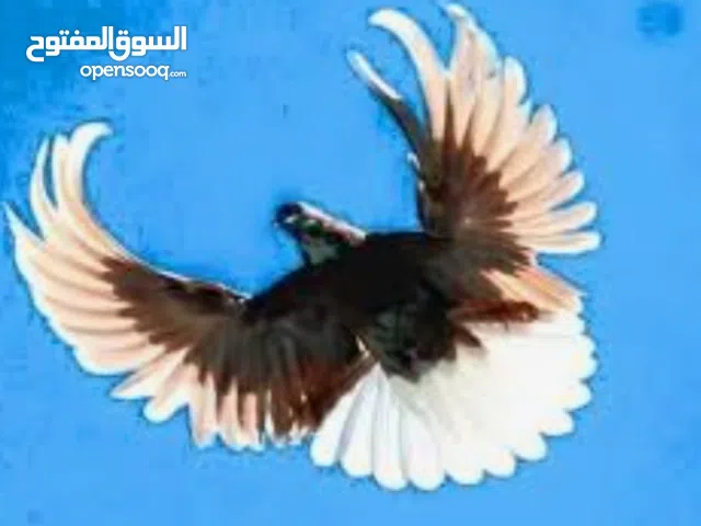 ما شاء الله متاح اتتاج نيكولا / .اقرأ الوصف