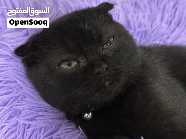 قط ذكر للبيع