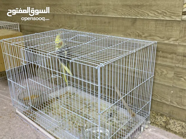 كوكتيل أنثى جميلة مع القفص صوت جميل