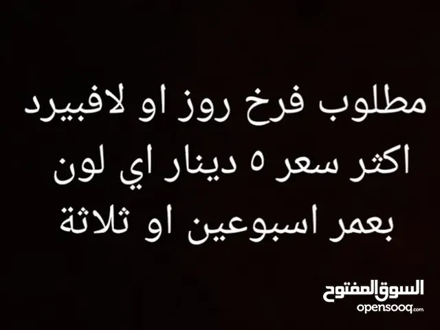 مطلوب فرخين لاف بيرد يكون سعر الحبه 5 دينار مايفرق اللون