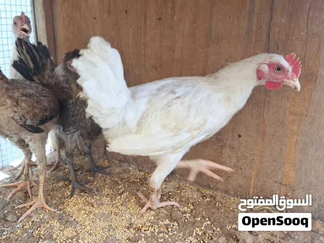 فراريج دجاج عرب عمر
