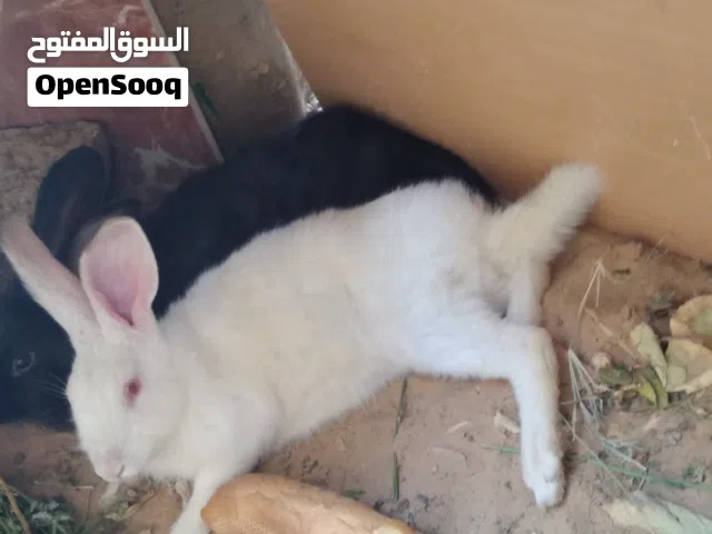 أرنب دكر وانتايه عمرهم تقريبا 5 / 6 شهور