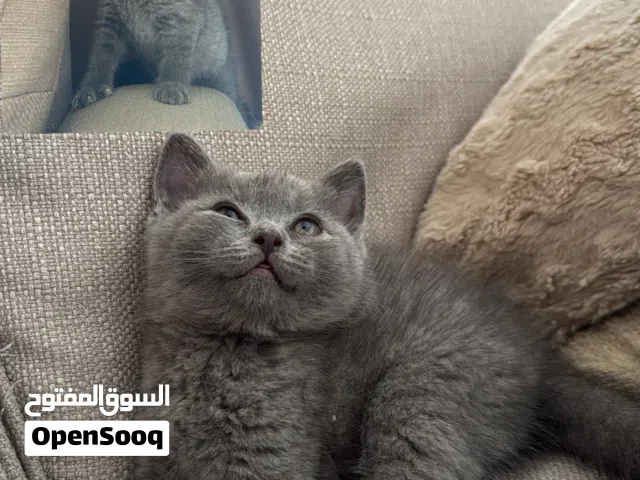 قطط سكوتش للبيع
