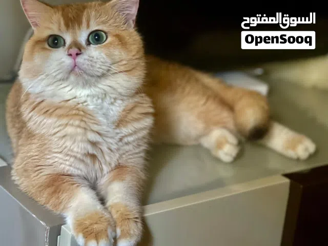 ذكر برتش جولدن NY 11  للتزاوج  For mating only