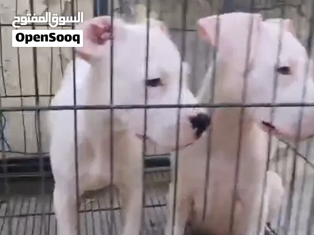 جرو نثيه ارجينتنو دوجو للبيع