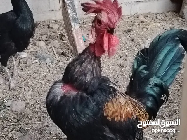 ديج عرب ابو ركيبه خشن وكامل الموصفات رايده 25