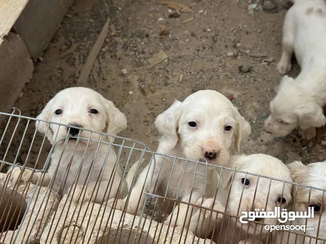 جراء فطام جديد انجليش ستر بيور 100٪