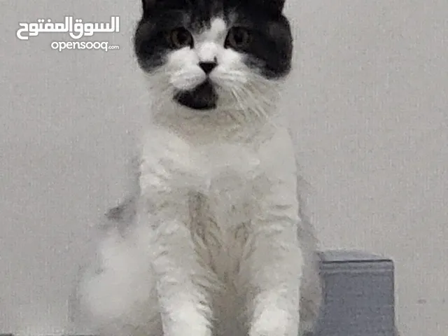 male castrated smart trained clean