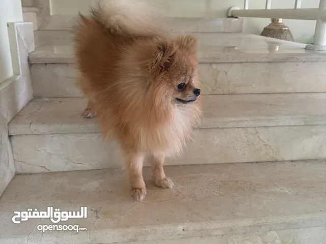 للبيع العمر 8 اشهر تطعيماته كامله مع الجواز