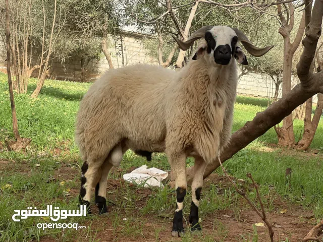 فحل وطني هجين جزائري ماشاءالله لاقوة إلا بالله للبيع لأي استفسار التواصل على الرقم المكتوب