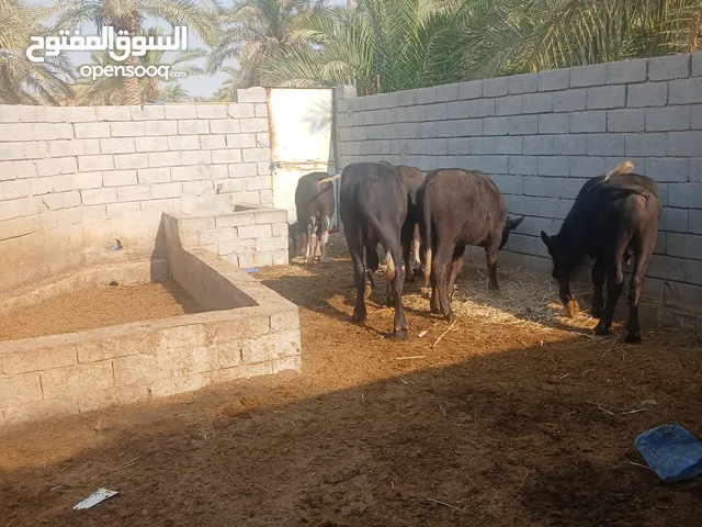 شفوجه 8وحشوى أبيع شلع