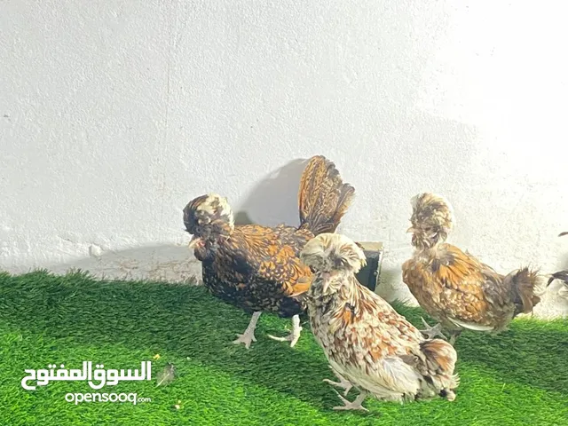 دجاج بانكس