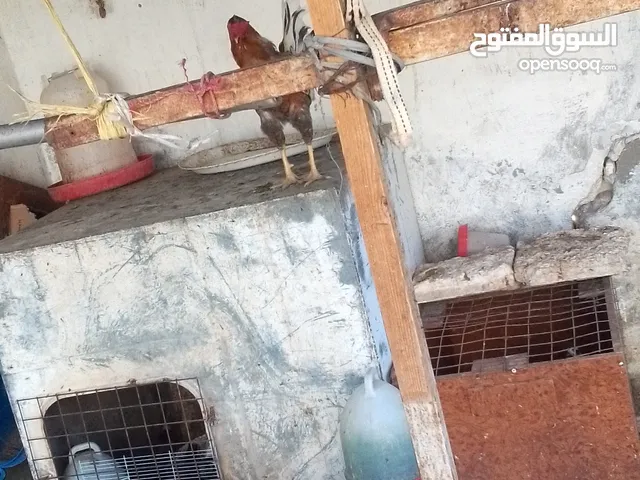 دجاج بلدي للبيع 15 جاجه وديكين