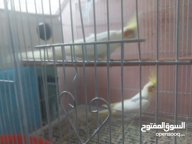 كوكتيلات شرط التبزير