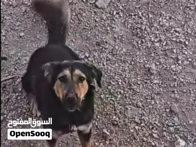 جيرمن 3 اشهر انثى للبيع بسعر مناسب