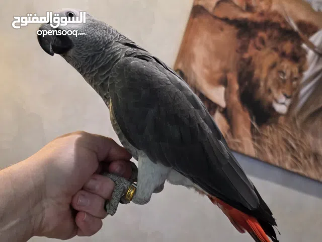 كاسكو افريقي X L للبيع