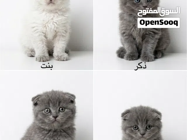 “Pure Scottish Fold Himalayan Kitten”