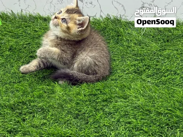 أنثى بريتش
