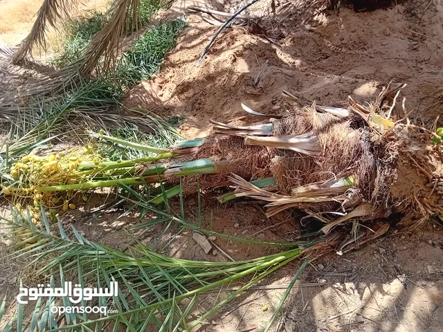 نخل مثمر للبيع