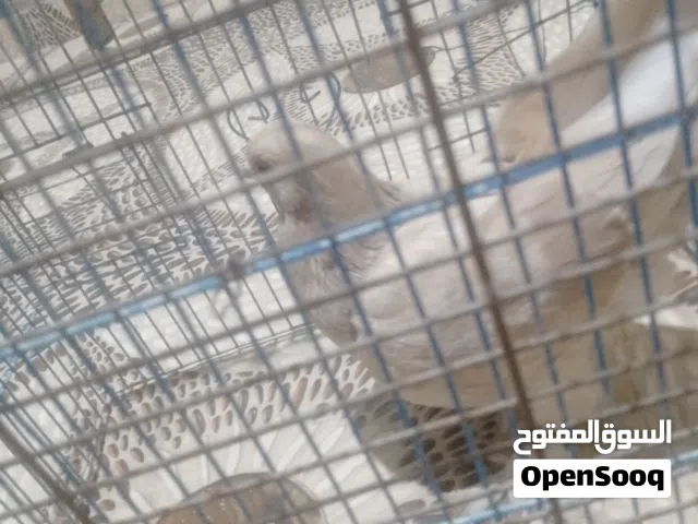 نجيلا جنزور حي لكواخ