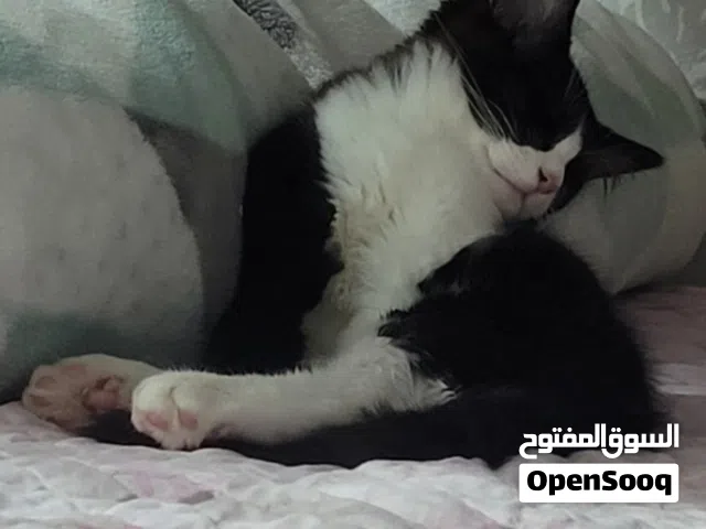 Male kitten for adoption 4 months old with his things قطه للتبني ذكر 4 شهور مع أغراضه