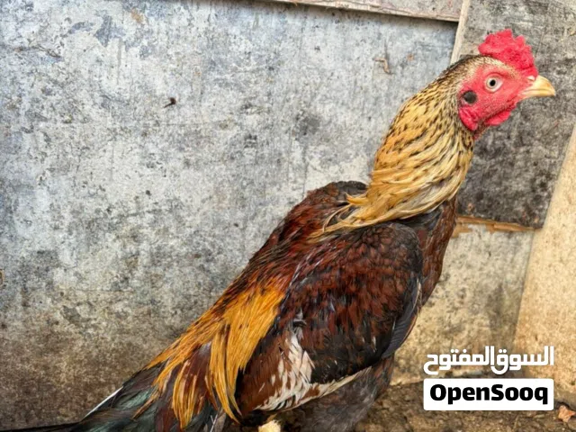 طير للبيع موقع صلاله