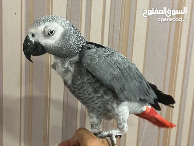 كاسيكو جامبو للبيع