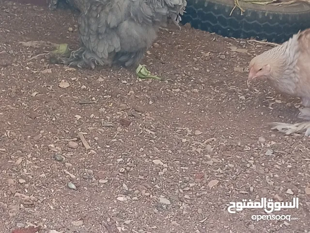دجاج براهمي شغال نخب نظافه اللهم صل على سيدنا محمد
