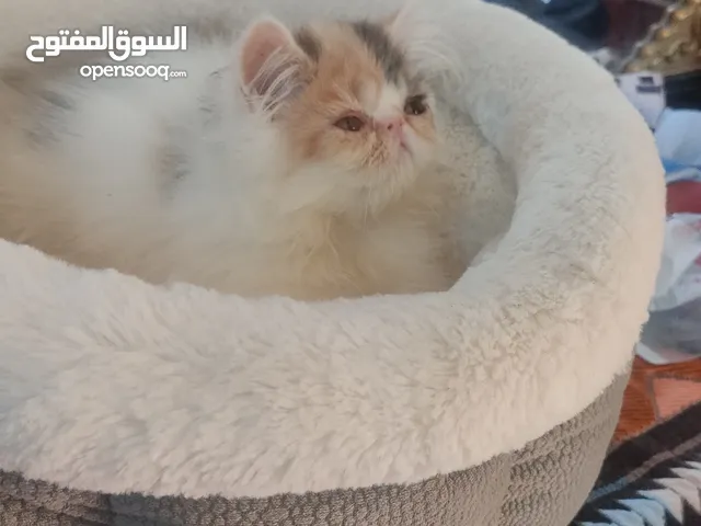 انثي فإن كاليكو زورار توب