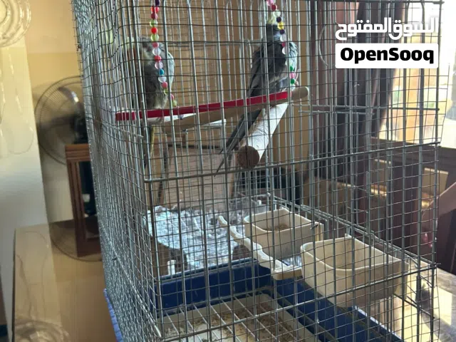 ببغاء كوكتيل