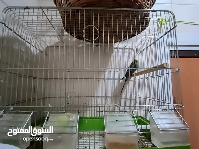 buggies pair with cage for 10BD
