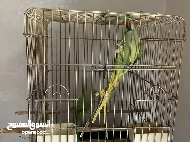ببغاء دره هندي حبتين مع قفص واسع
