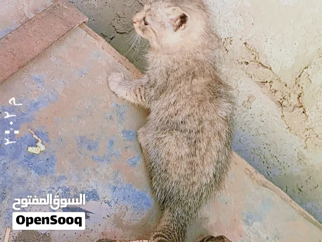 قطاط شرازي زغيره
