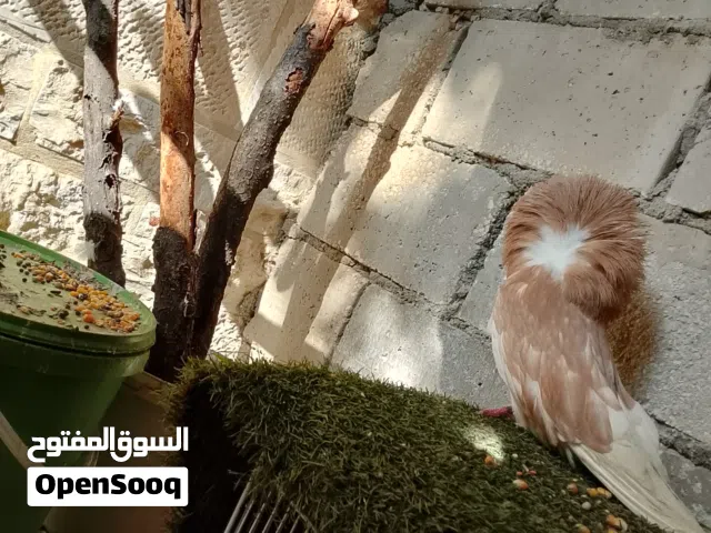 تبارك الله متاح فحل شغال