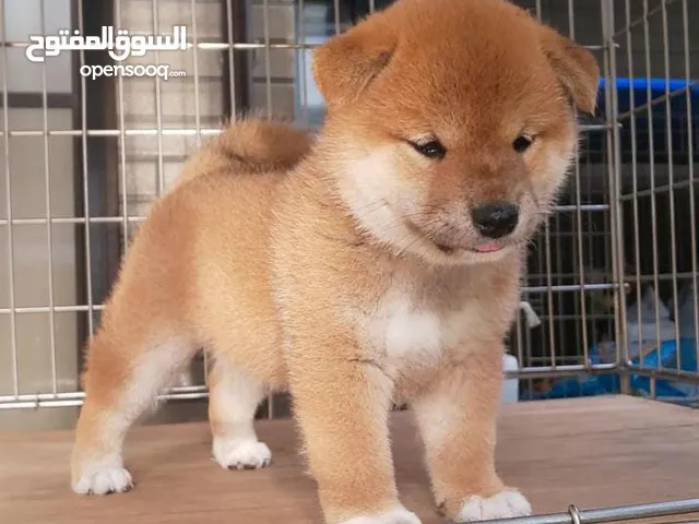 Shiba Inu Puppies for sale