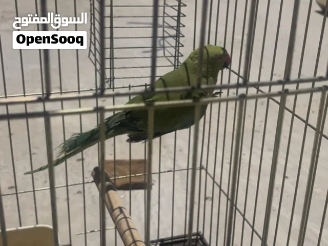 ببغاء الدرة