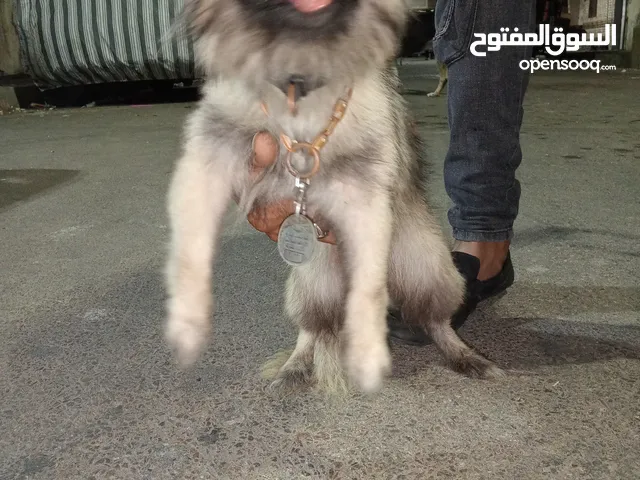 اجمل بنوته بيكنواه