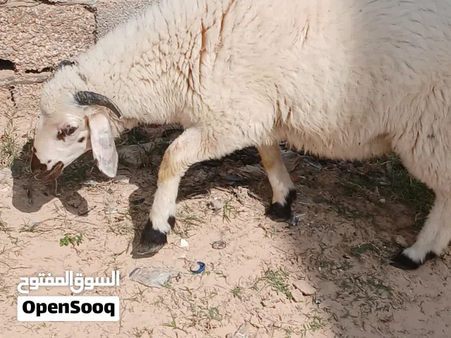 خروف ربي بارك