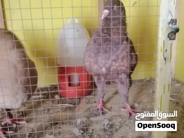جوز بواقي 7 كنغ عملاق مادبا سعرهم َش رخيص