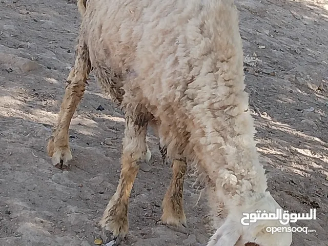 غنم نثايه اثنين ملقح عوسي عرب المكان ابو كوصره ابي الخصيب قرب مدرسة تدمر